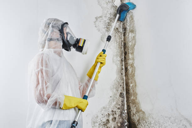Best Residential Mold Remediation in South Duxbury, MA