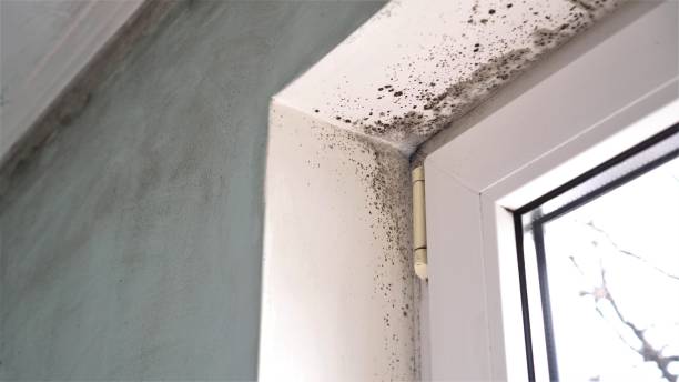 Best Crawl Space Mold Remediation in South Duxbury, MA