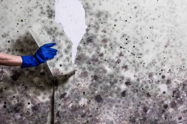 Best HVAC Mold Remediation in South Duxbury, MA
